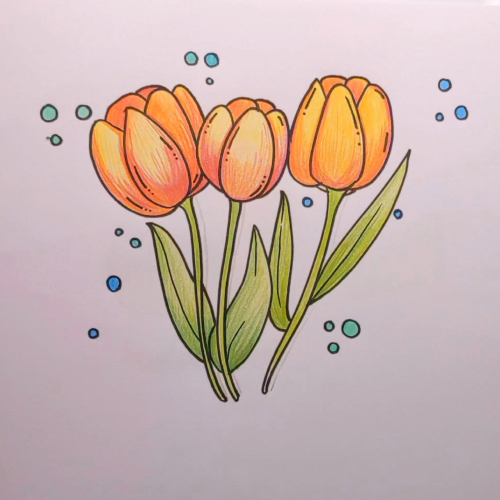 How to Draw a Tulip