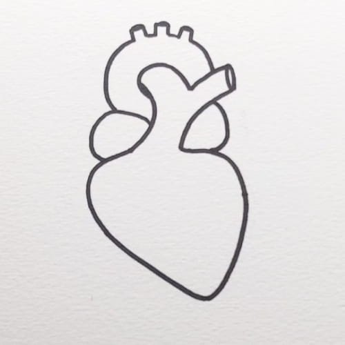 Human Heart Drawing with side chambers added