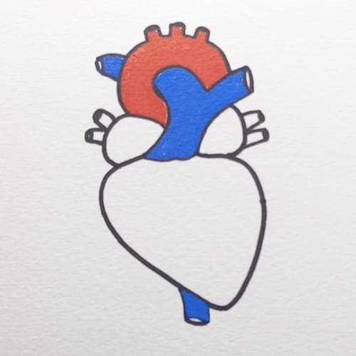 Human Heart Drawing with colorful arteries and chambers