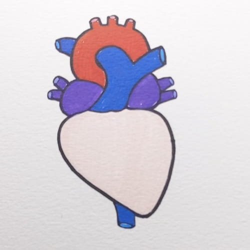 Heart Drawing for Kids with purple heart chambers and soft pink heart body