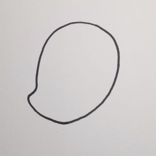 Mango drawing full fruit outline