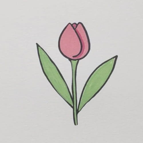 Tulip drawing for kids colored with a pink flower and green leaves and stem.